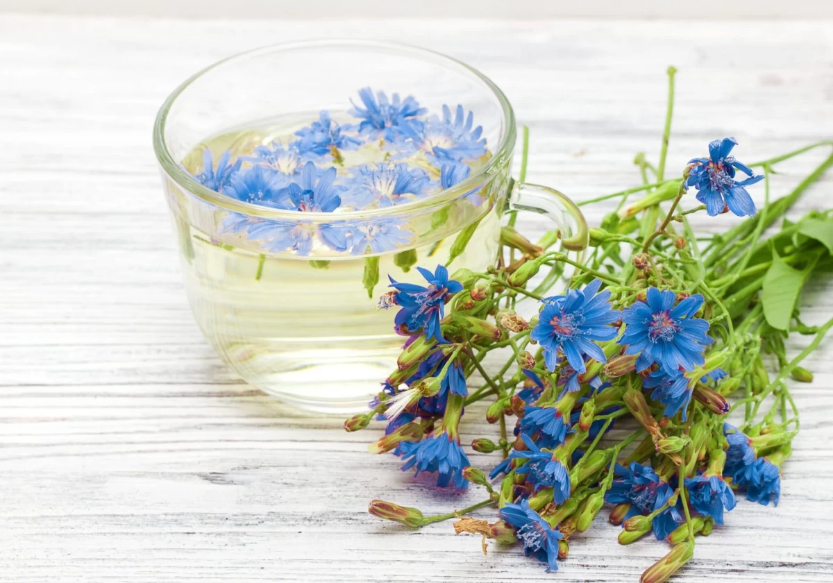 مصرف عرق کاسنی برای چه کسانی مناسب نیست؟